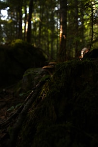 A mystical forest scene featuring a glowing fairy perched on a mushroom.