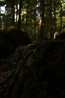 A dreamy fairy-tale forest scene with glowing mushrooms and twinkling lights