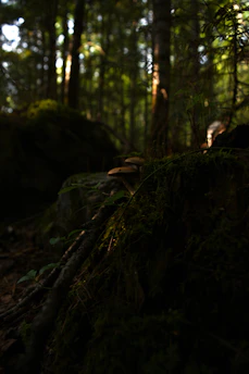 A cozy, mossy forest corner with delicate mushrooms glowing softly under dappled sunlight.