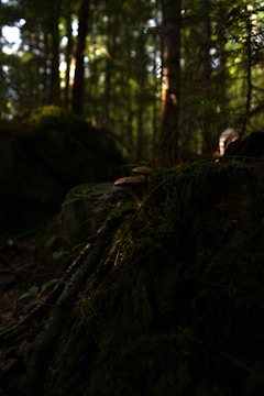 A serene woodland scene with sunlight filtering through trees onto mycelium.