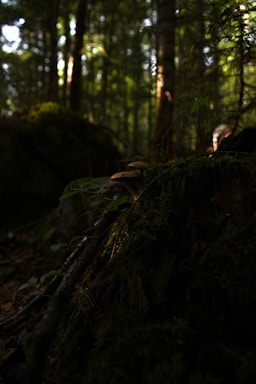 A shadowy forest scene with delicate glowing mushrooms and twisted branches.