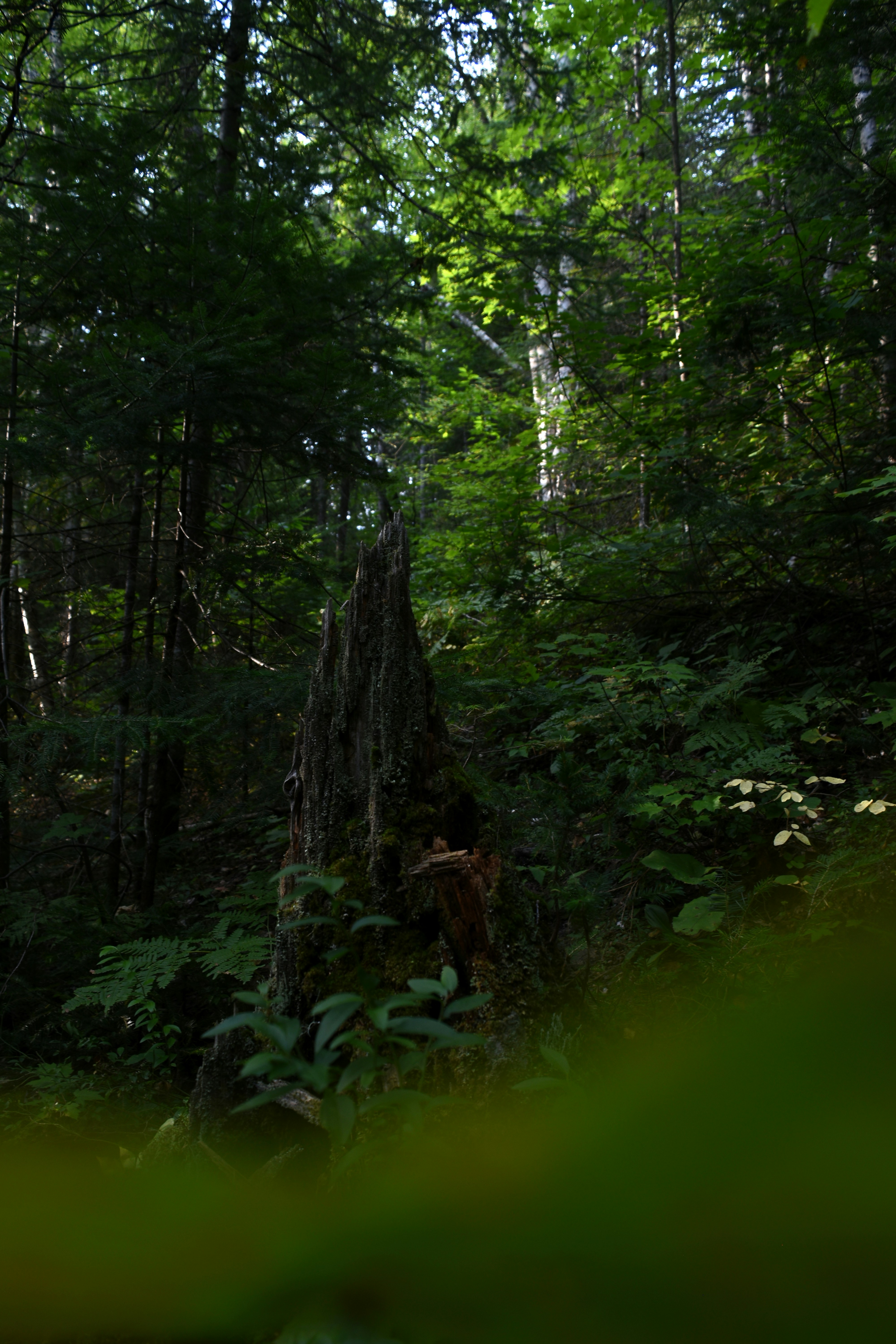 a large tree stump in the middle of a forest