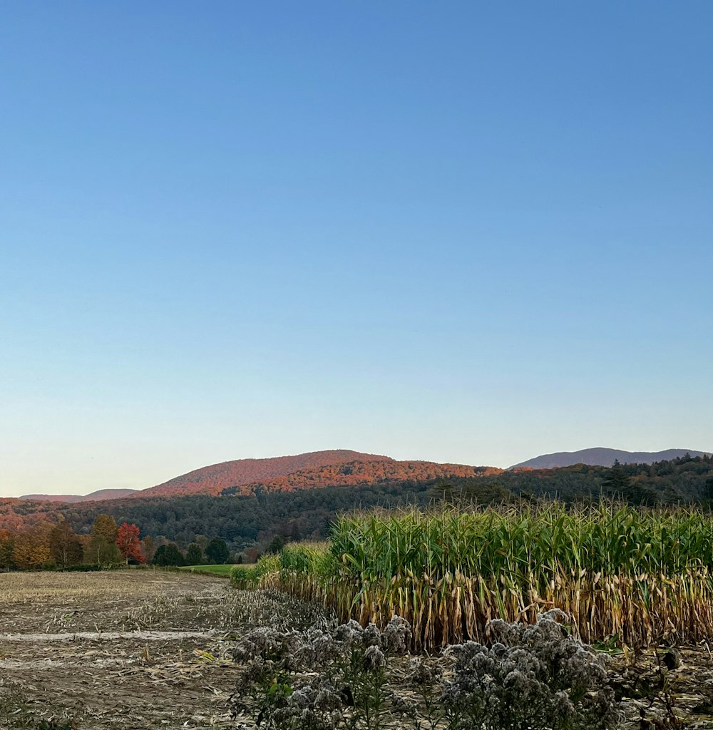 a field of corn with mountains in the background