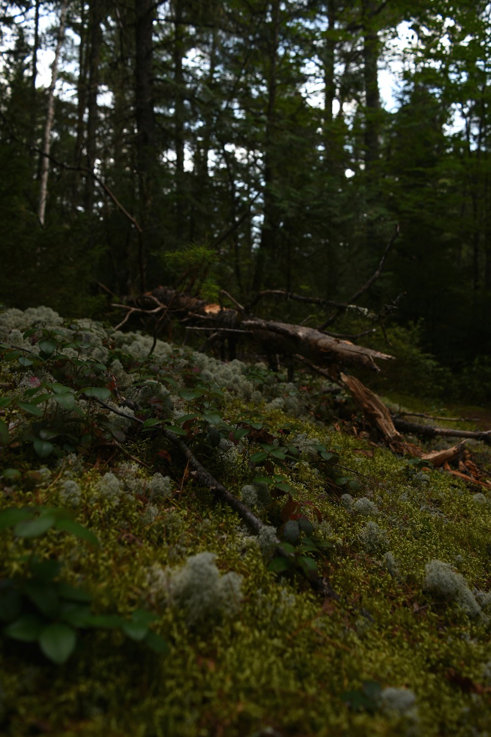 a forest filled with lots of green grass and trees