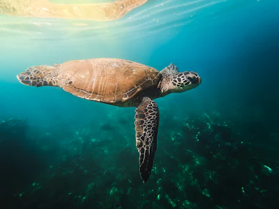 Molokini and Turtle Town, with meals