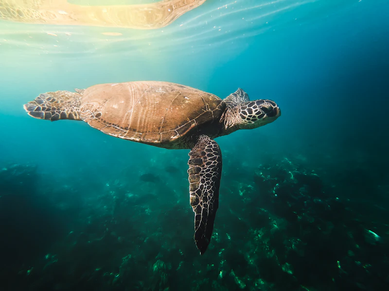 Molokini and Turtle Town, with meals