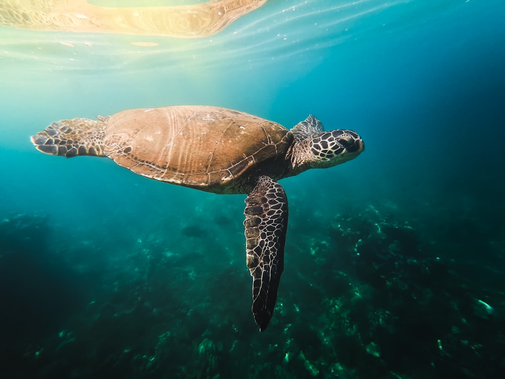 Uma tartaruga nada na água perto de um recife de coral