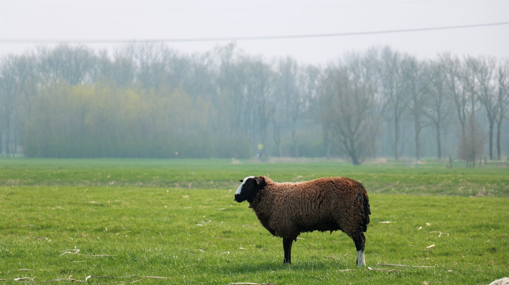 a sheep standing in a grassy field with trees in the background