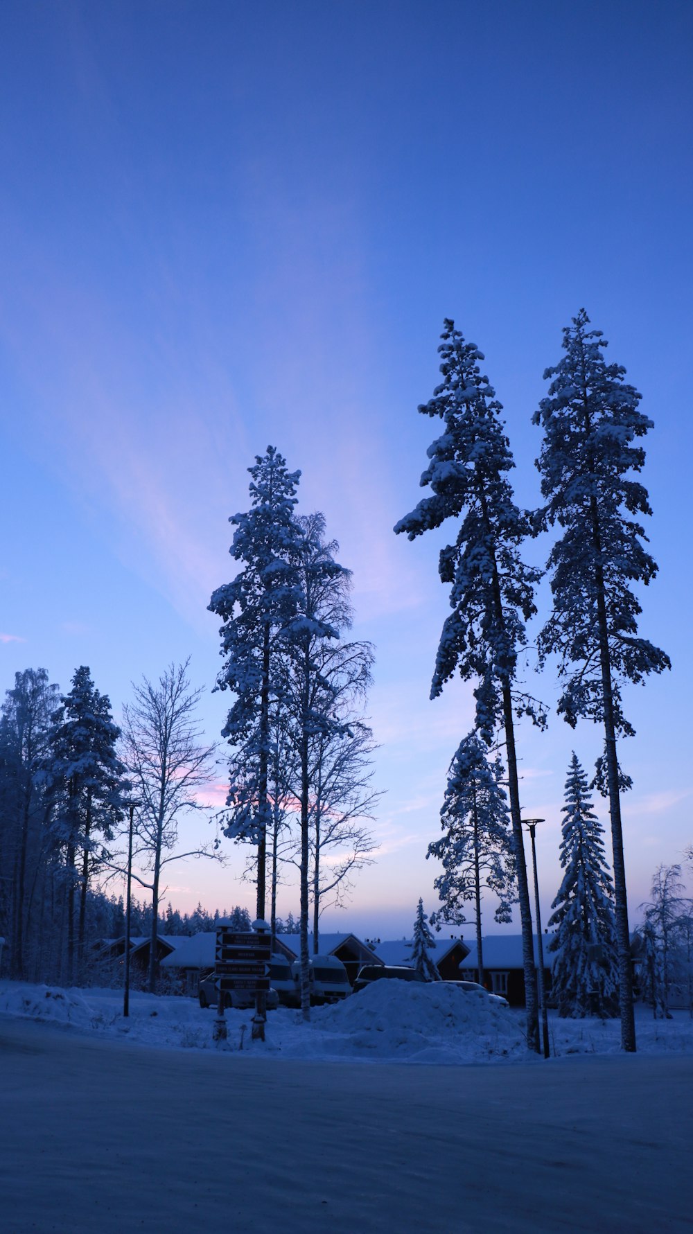 a group of trees that are standing in the snow