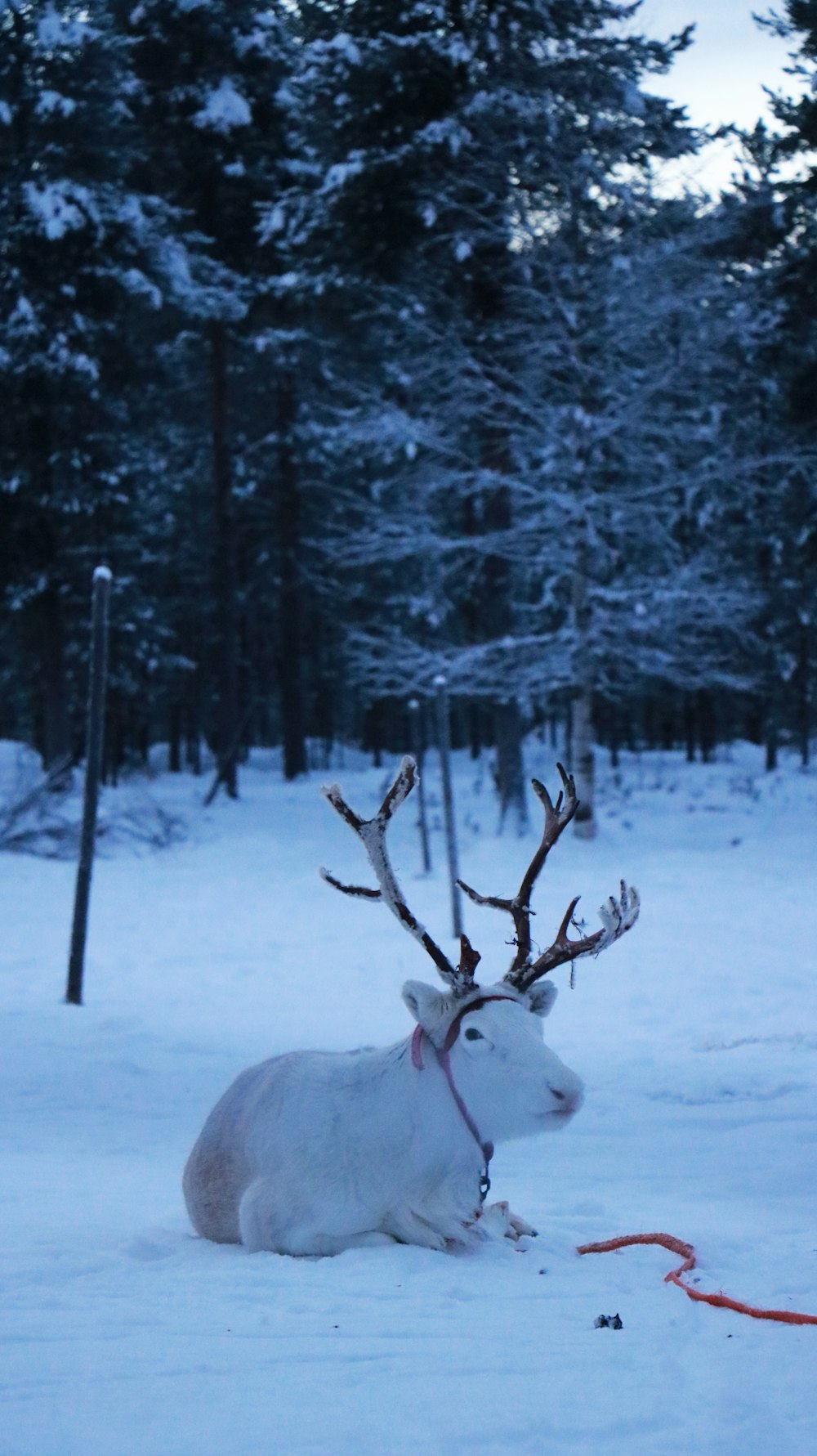 a reindeer laying in the snow in front of some trees