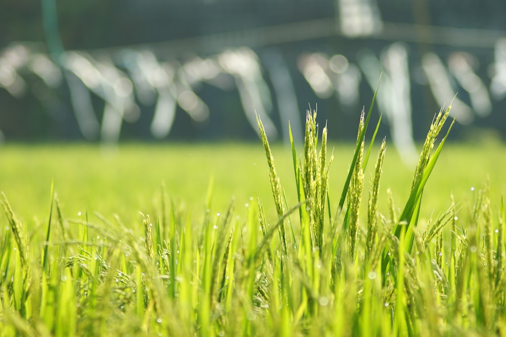 a field of green grass with a fence in the background