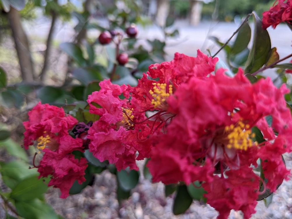 un ramo de flores que están en un arbusto