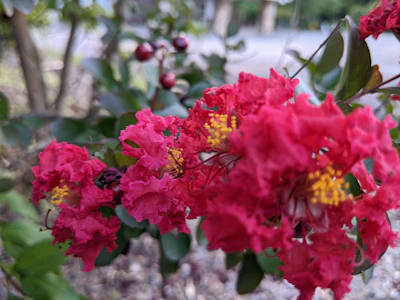 Crepe Myrtle Jarul Pride of India Pink Purple Monsoon Flowers — PlantCare