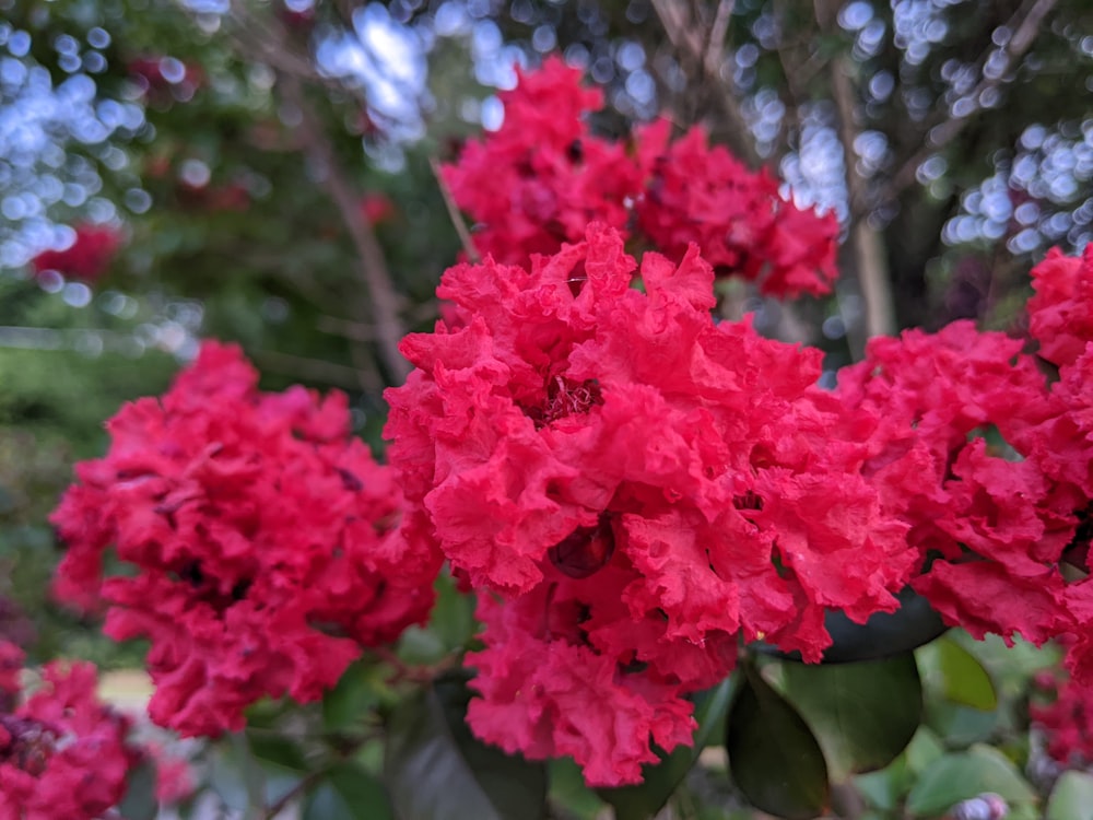 a close up of a bunch of red flowers