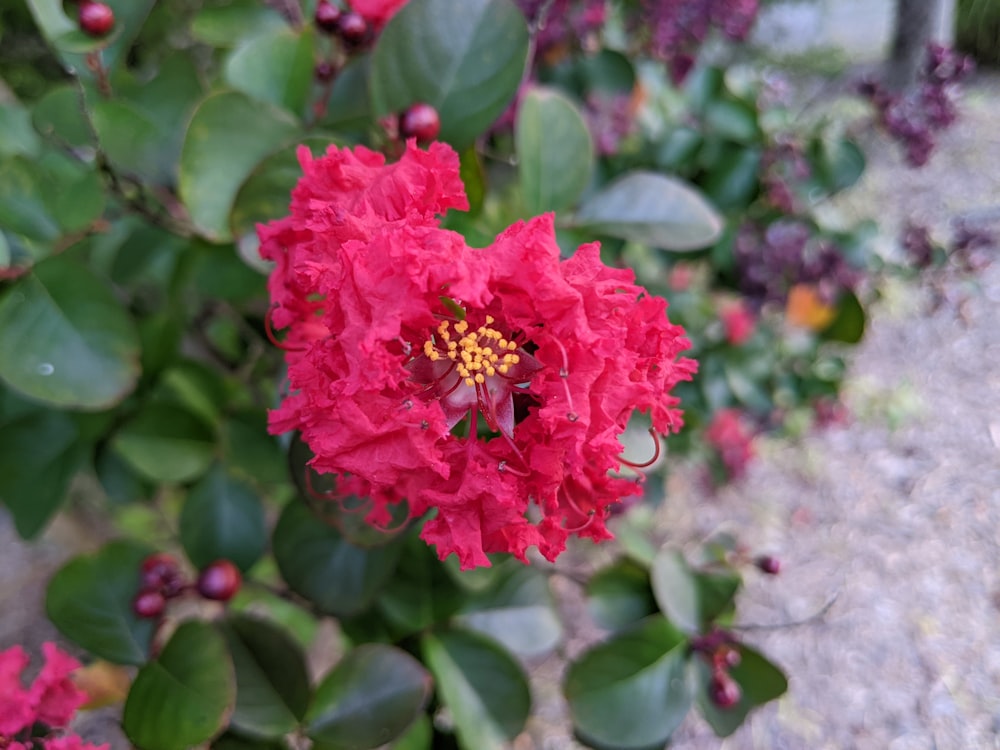 a close up of a red flower on a bush