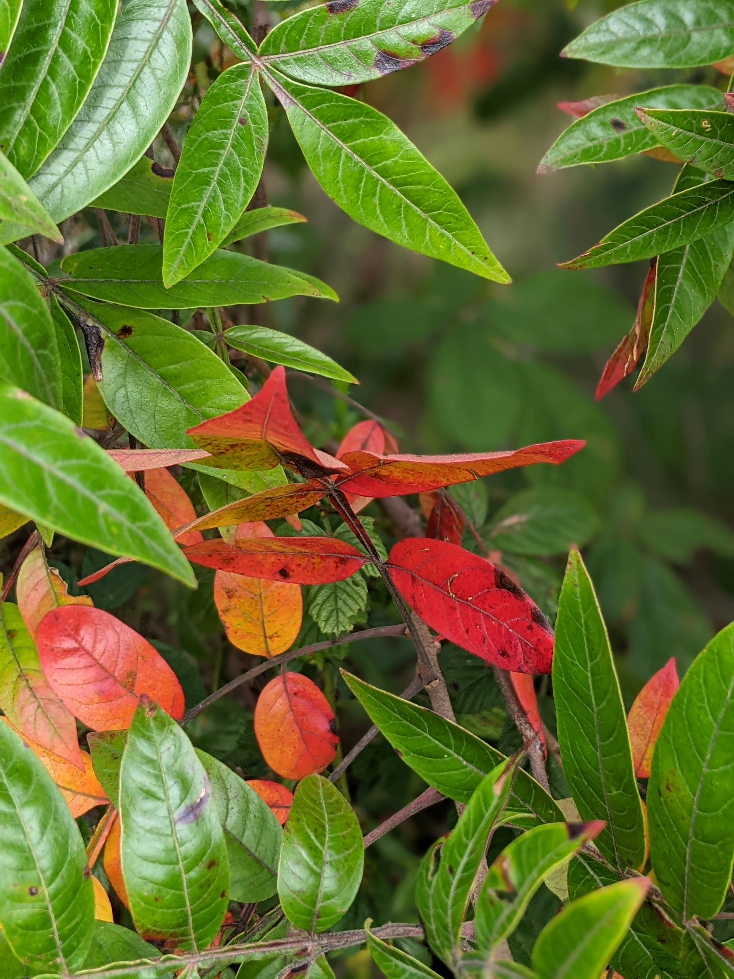 Photo by geethasravanthi