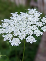 a close up of a white flower in a field