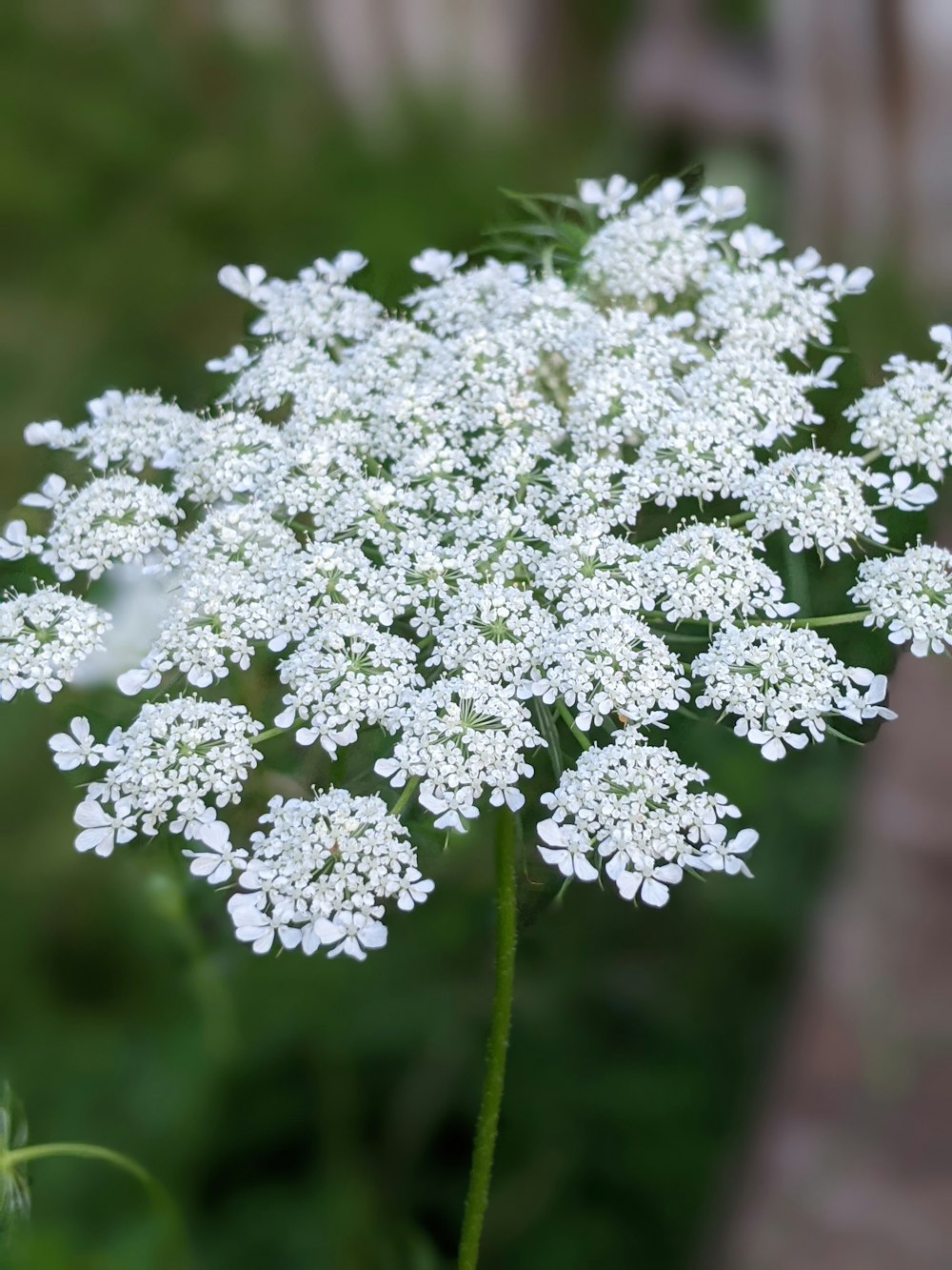 um close up de uma flor branca em um campo