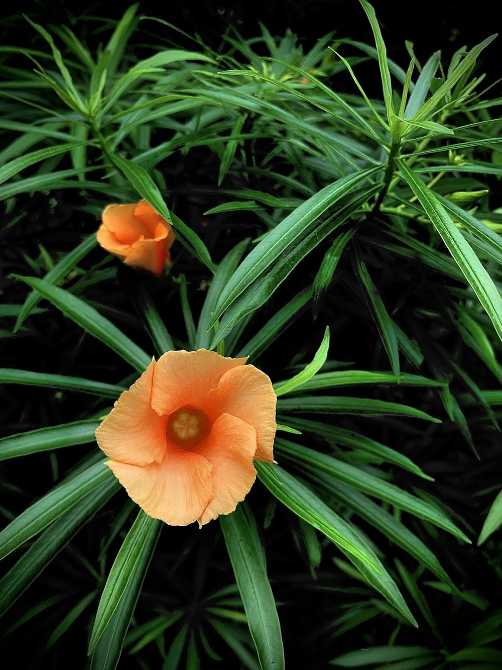 a close up of two orange flowers on a plant