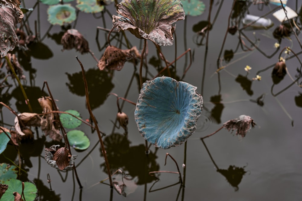 a blue flower floating on top of a body of water