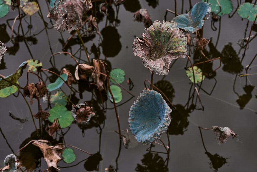 a group of leaves floating on top of a body of water