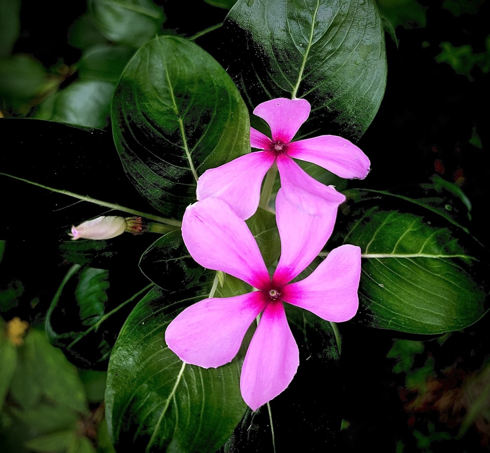 two pink flowers with green leaves in the background