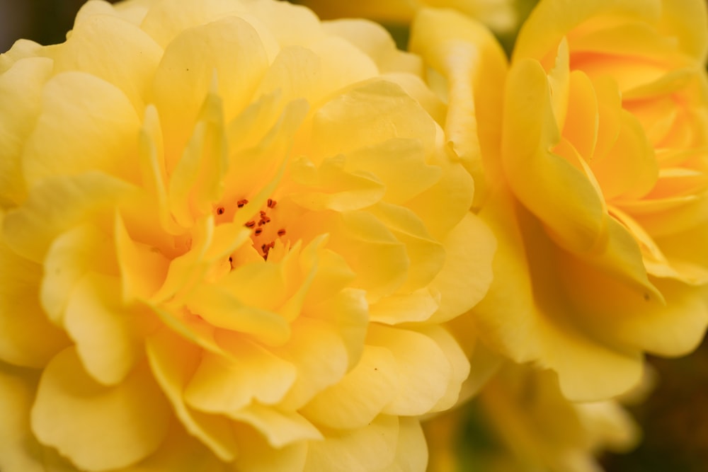 um close up de uma flor amarela com outras flores no fundo