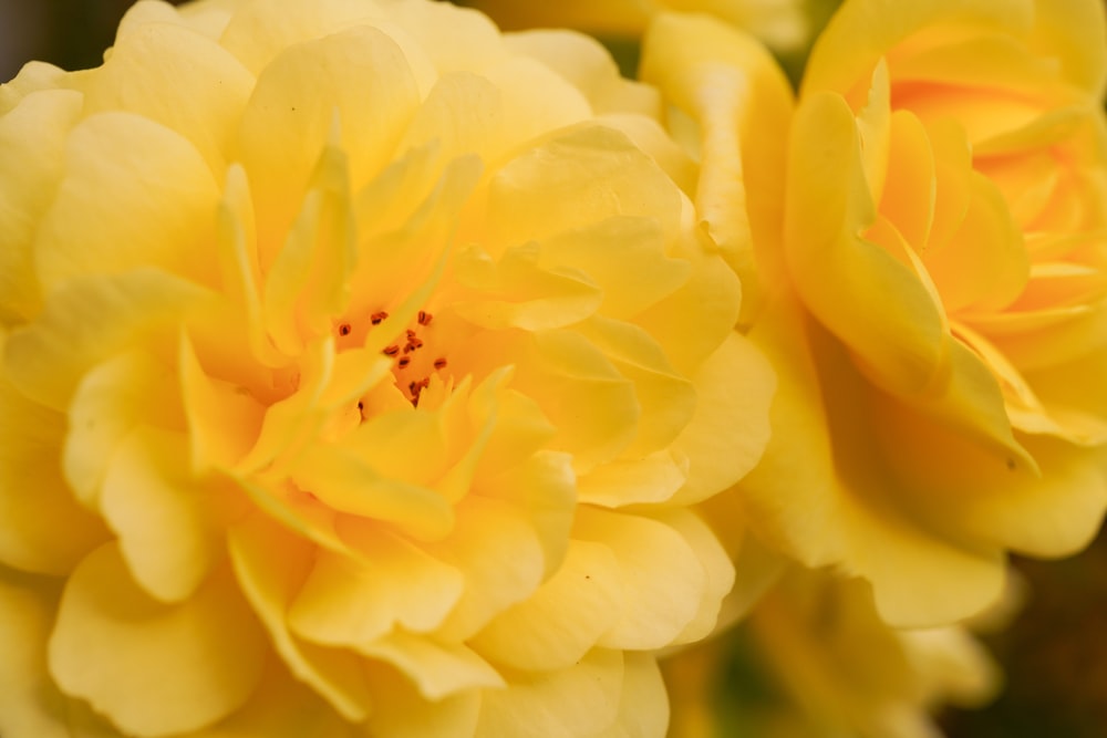 a close up of a yellow flower with other flowers in the background