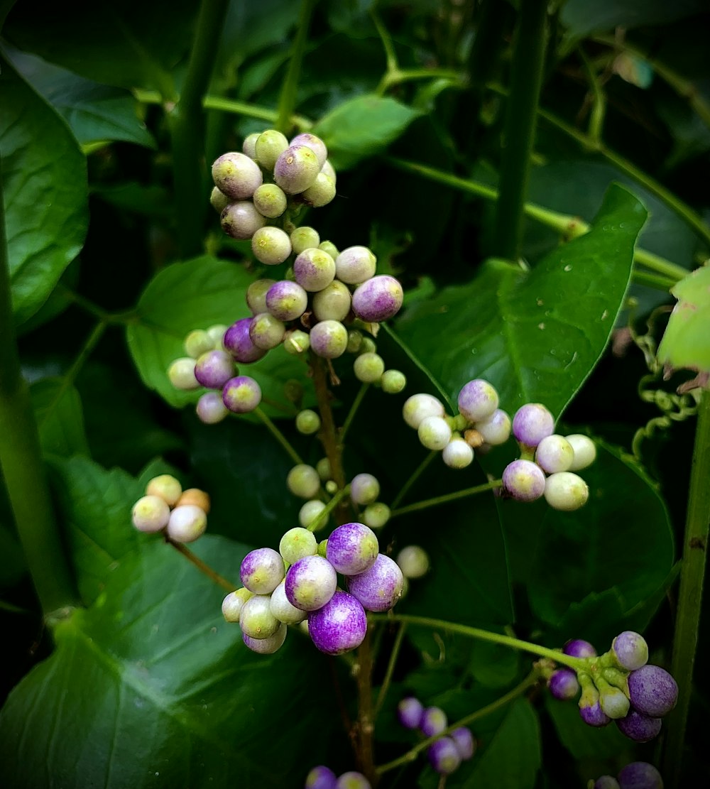 a close up of a bunch of flowers on a plant