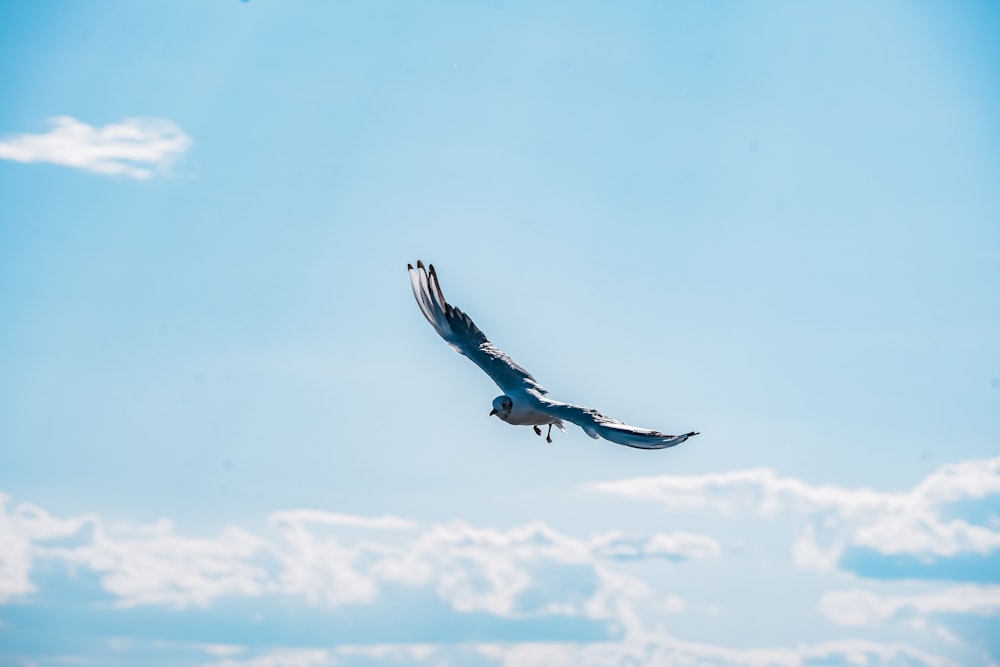 a large bird flying through a blue sky