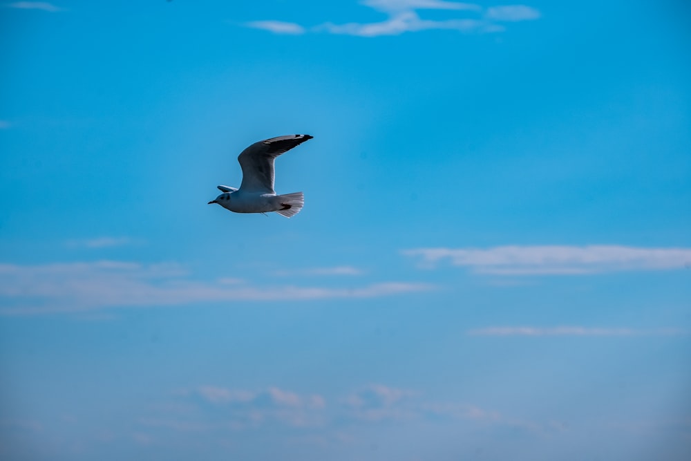 a seagull flying through a blue sky with clouds