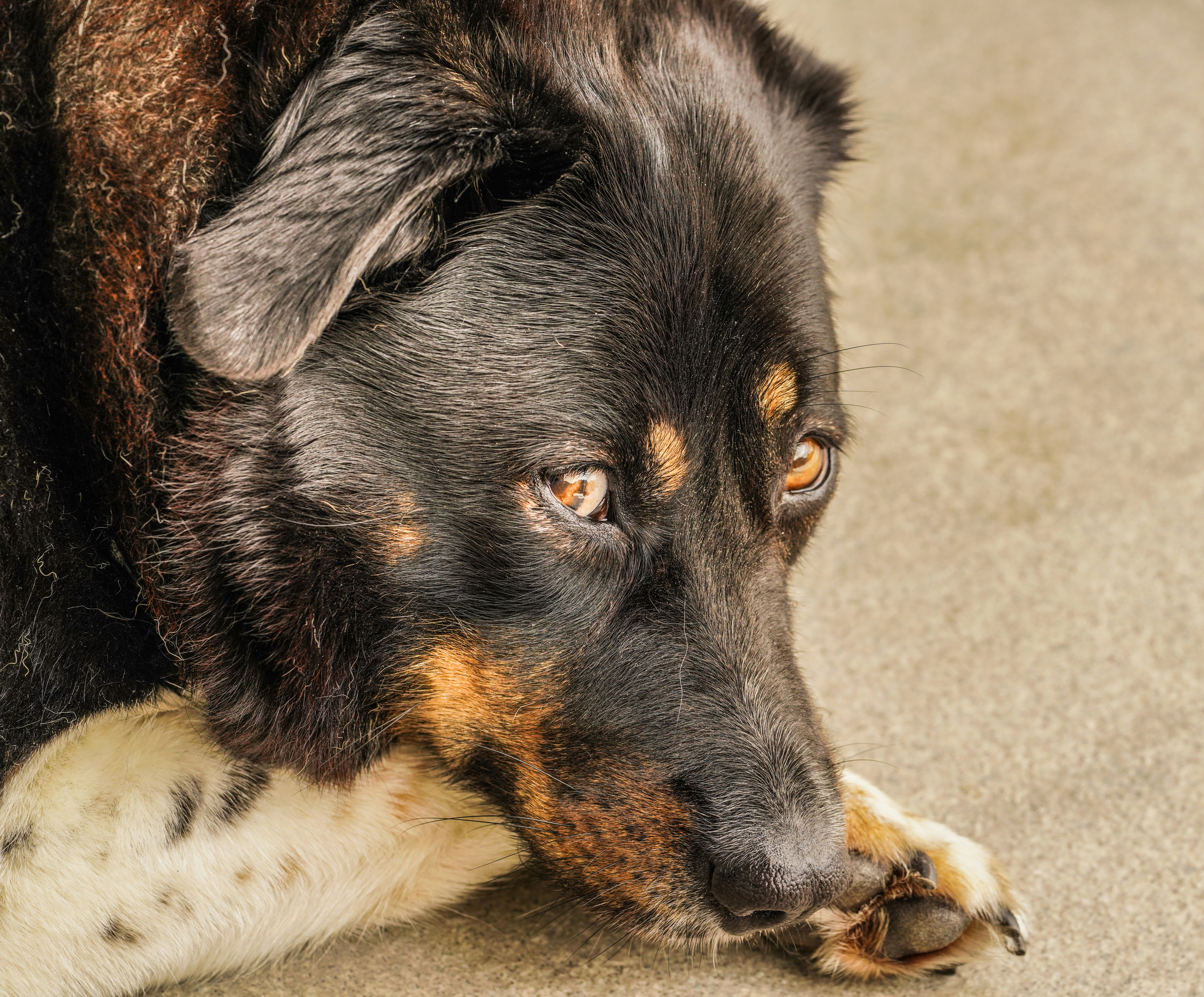 A close up of a dog laying on the ground photo – Free Portrait Image on ...