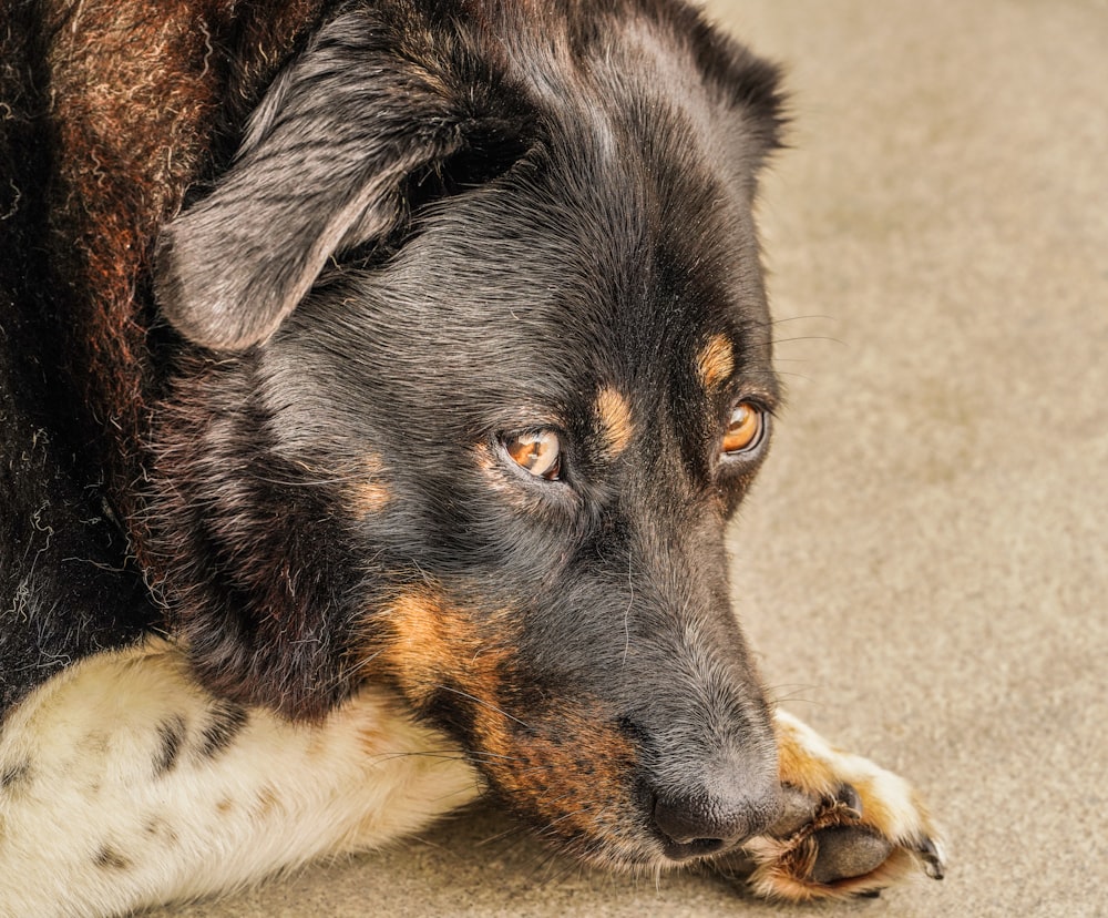 a close up of a dog laying on the ground