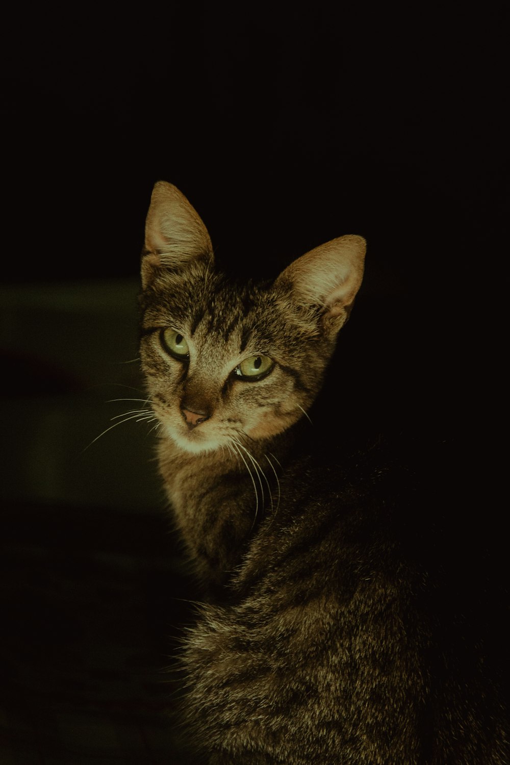 a close up of a cat with a dark background