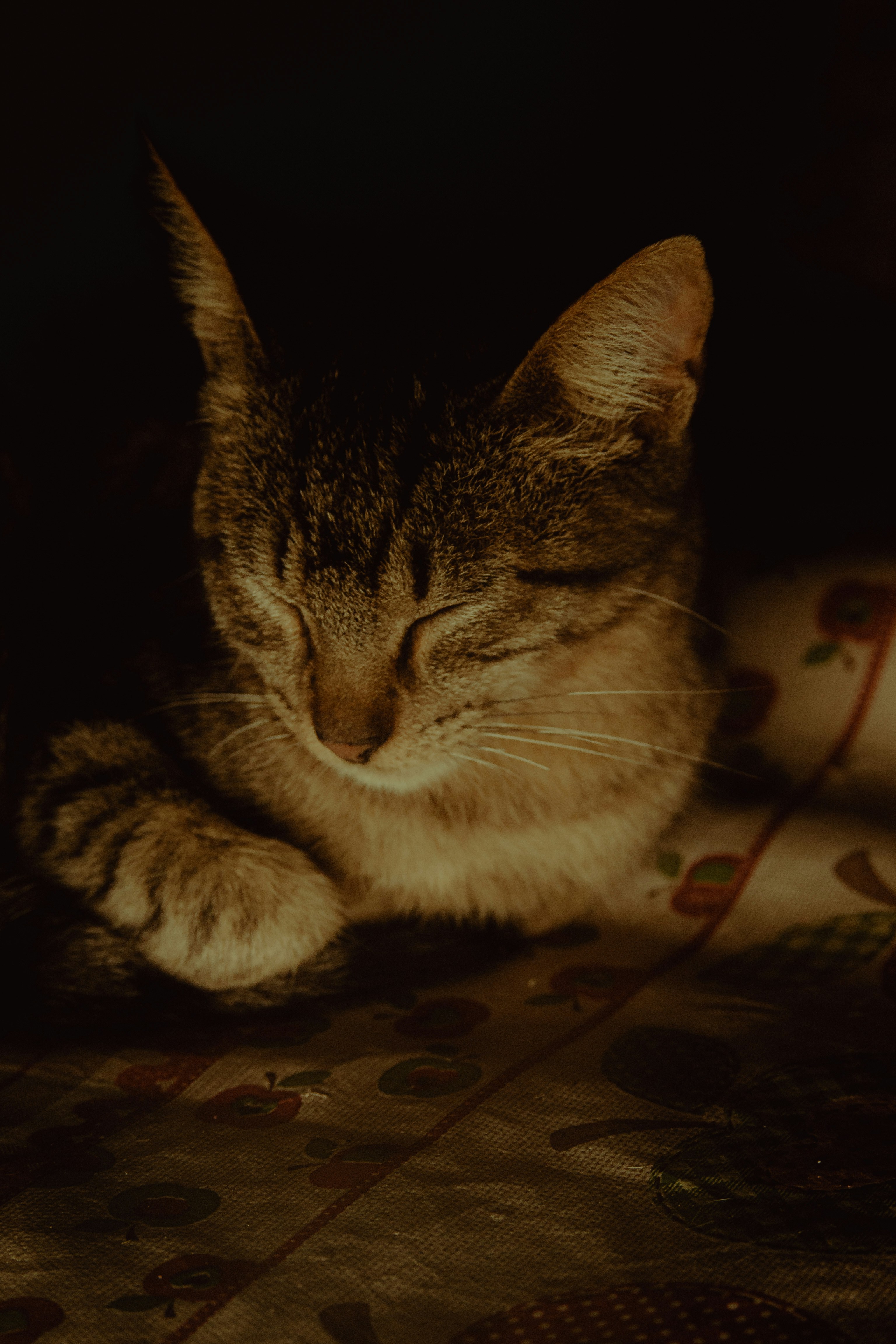 a cat sleeping on a bed with its eyes closed