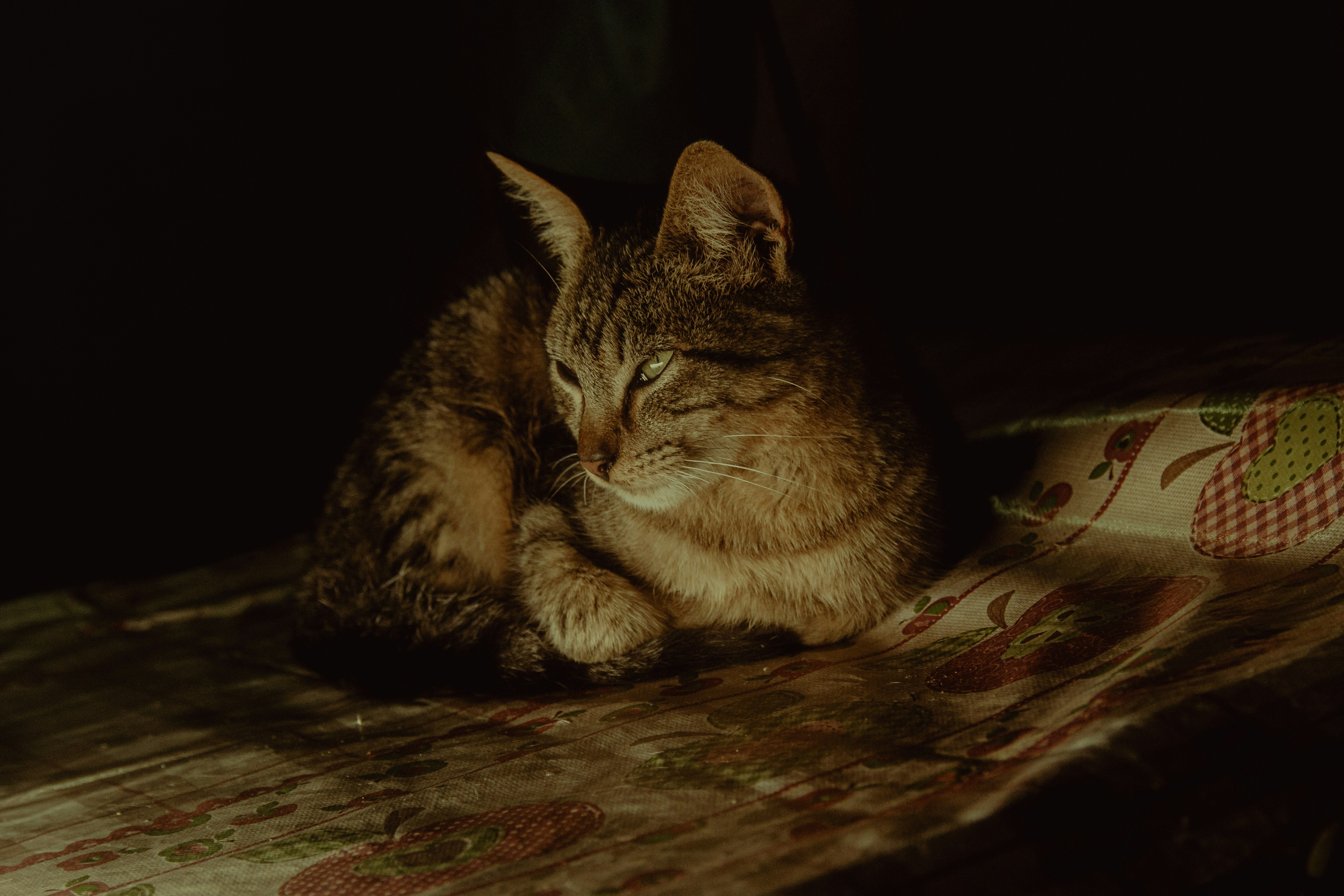 The Shared Silence (image credits: unsplash)