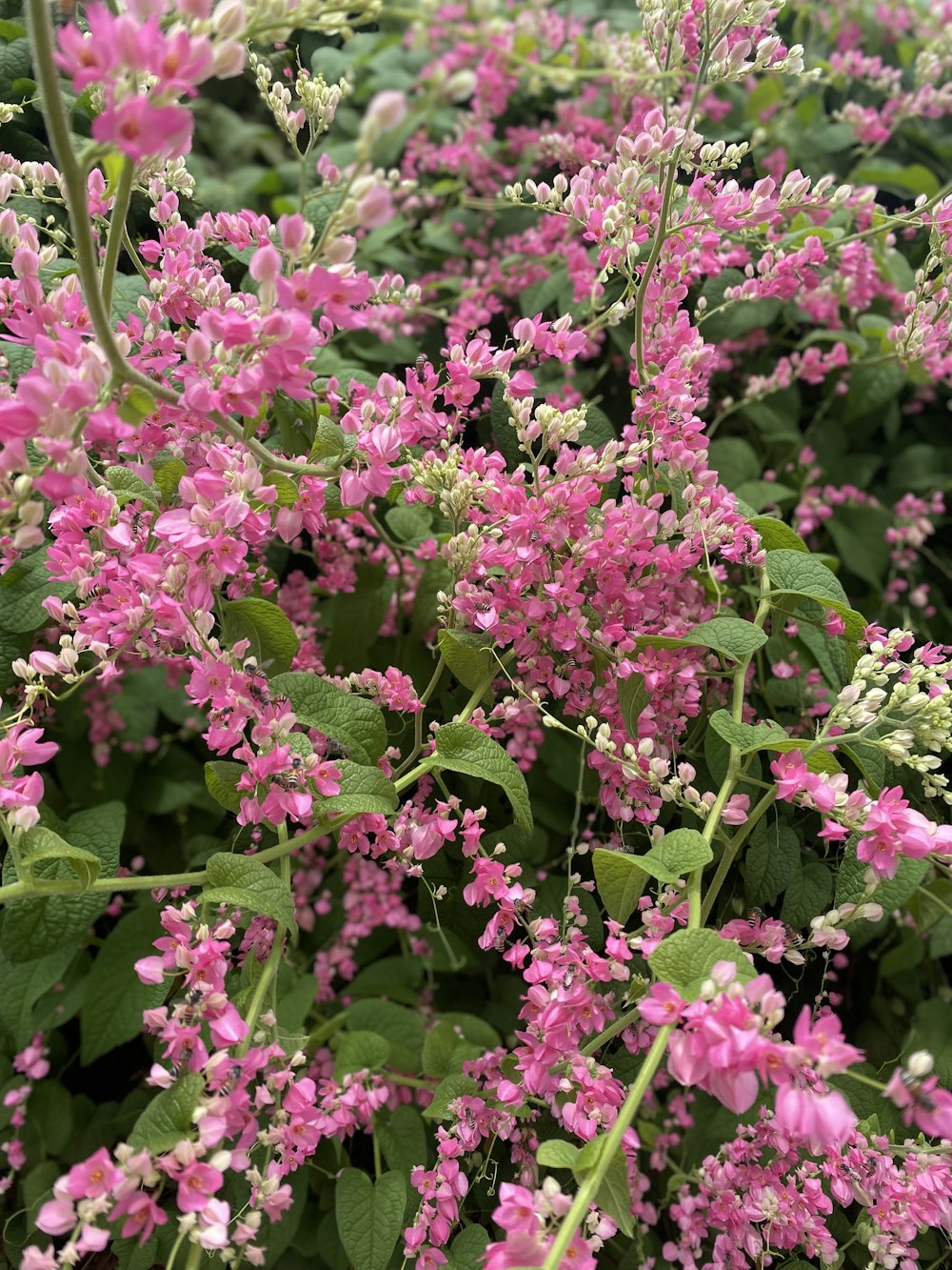 a bush of pink flowers with green leaves