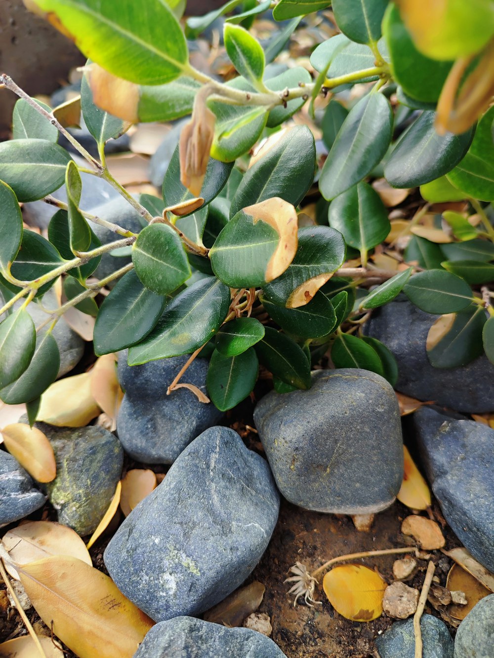 a close up of rocks and leaves on the ground