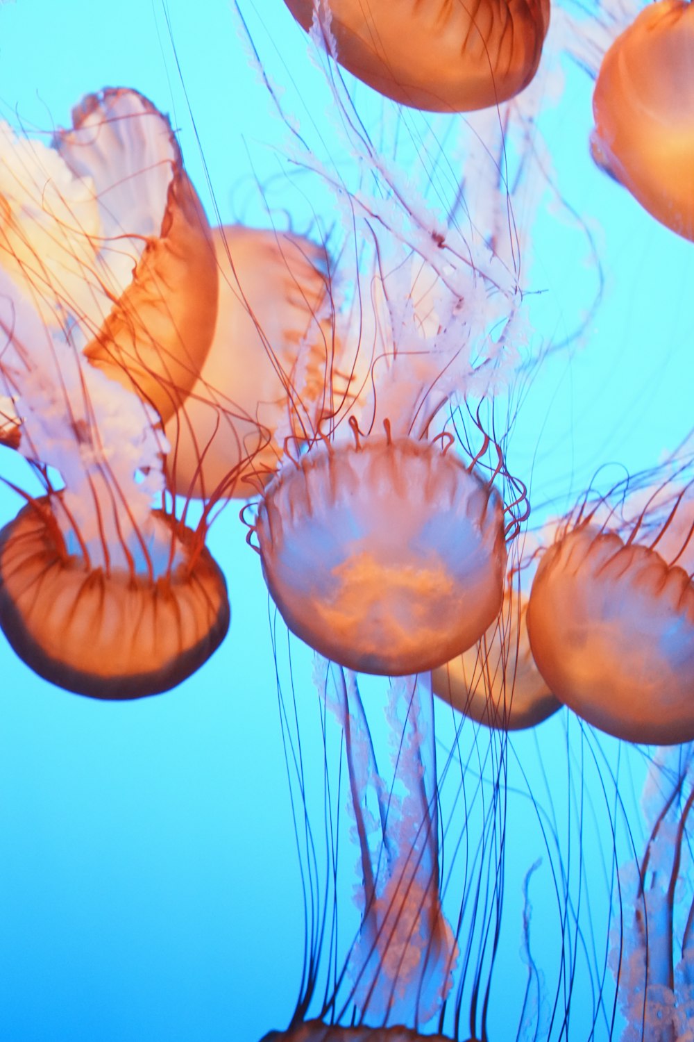 a group of jellyfish floating in the water