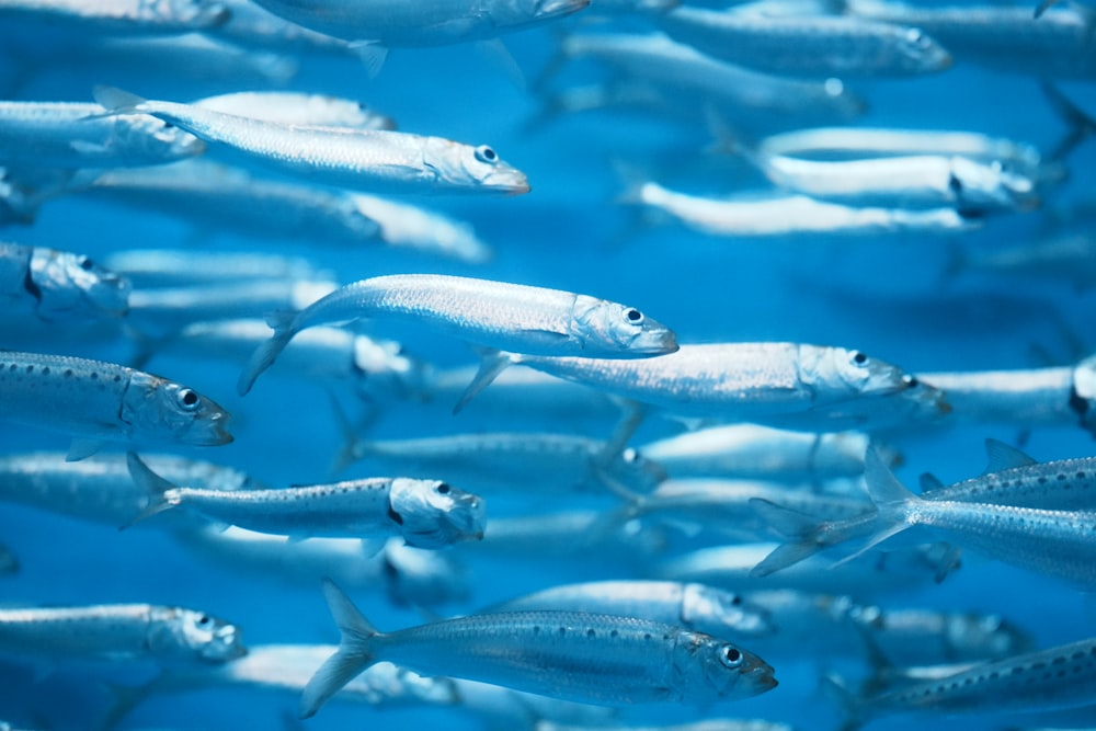 a large group of fish swimming in the ocean