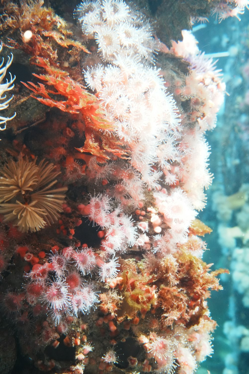 an underwater view of corals and sea anemones