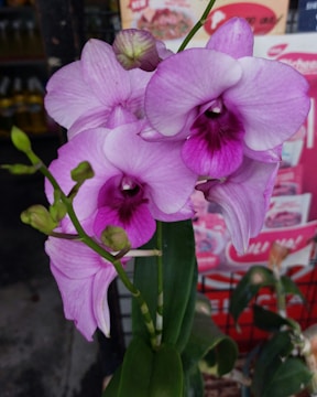 Close-up of colorful plant packages designed for freshness.