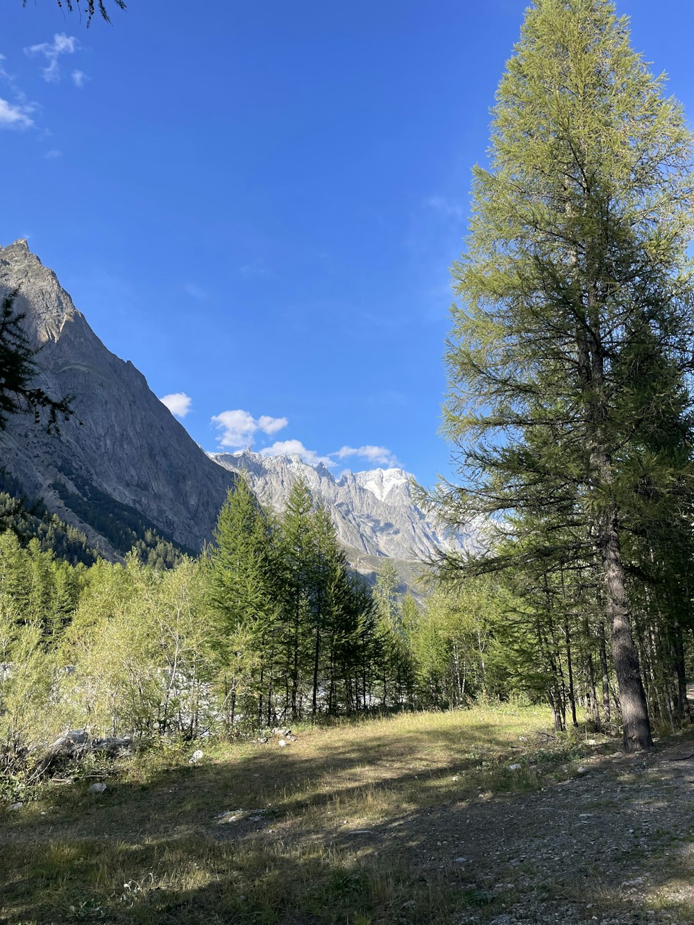 a grassy field with trees and mountains in the background