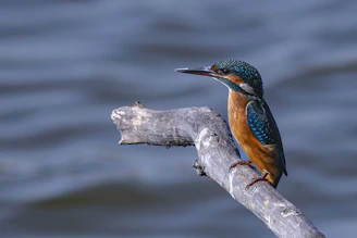 Colourful pencil drawing of a vibrant kingfisher beside a flowing Midlands river