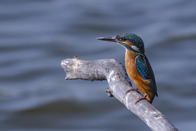 Colourful pencil drawing of a vibrant kingfisher beside a flowing Midlands river