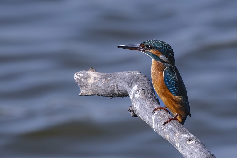 Un uccello colorato appollaiato su un ramo di un albero