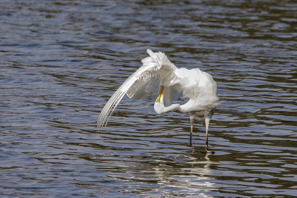 Ein weißer Vogel steht im Wasser