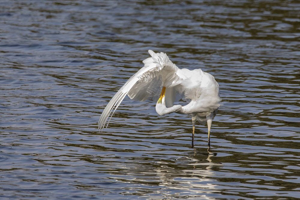 a white bird is standing in the water