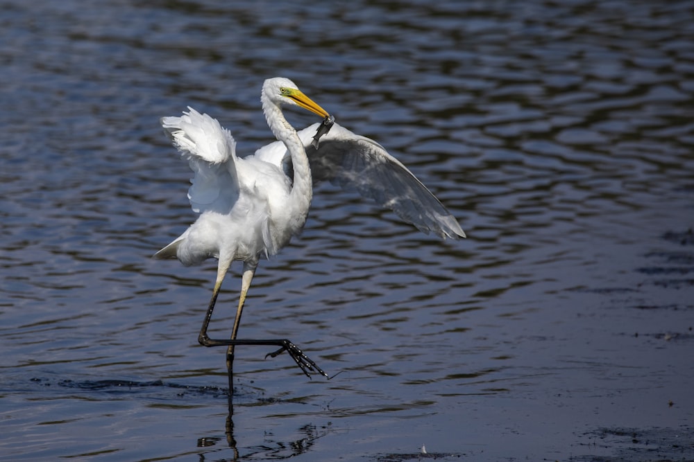 a white bird with a yellow beak is standing in the water