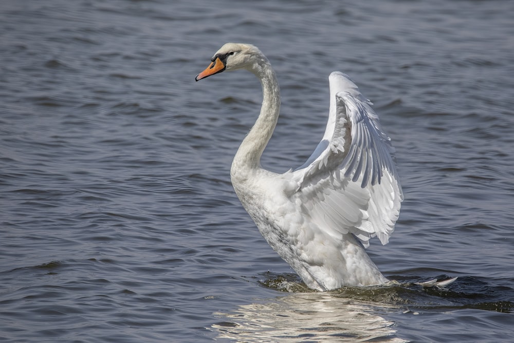 a white swan flaps its wings in the water